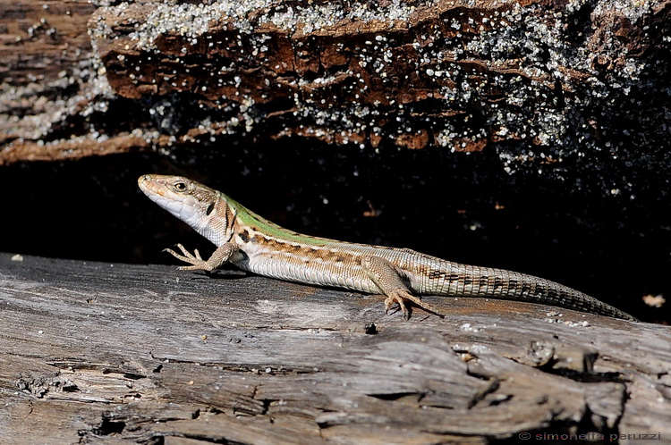 Podarcis  siculus - Lucertola corsa